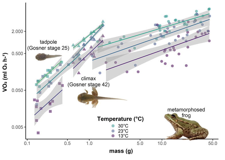 Graphique modélisant visuellement les intéractions entre prédicteurs.